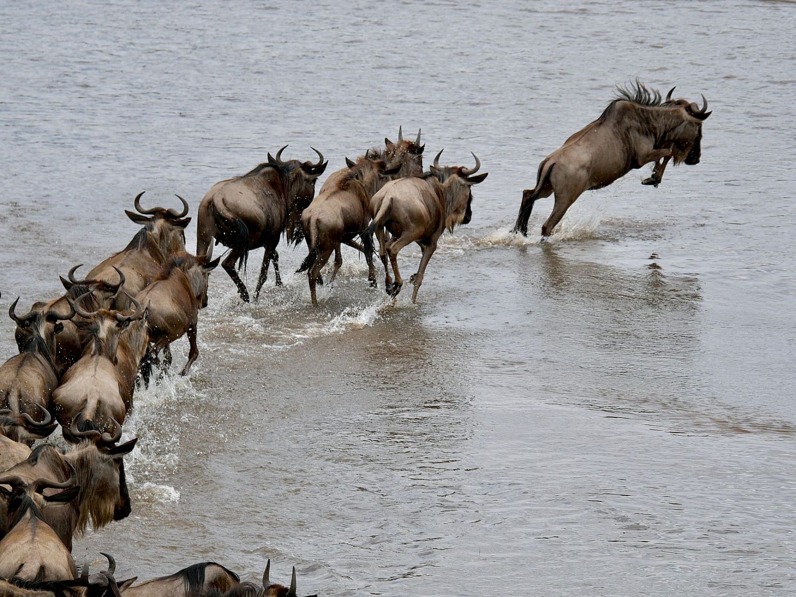 Africa Safari Guide 2026: When to Go, What It Costs, and Where to Stay